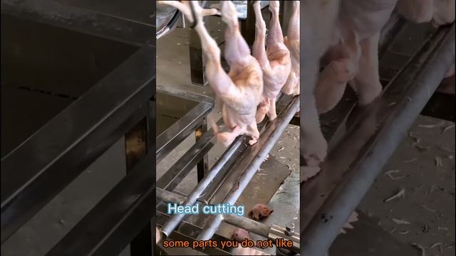 Cutting chickens' heads automatically and fast смотреть онлайн
