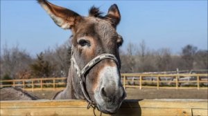 Звук осла, голос осла, крик осла