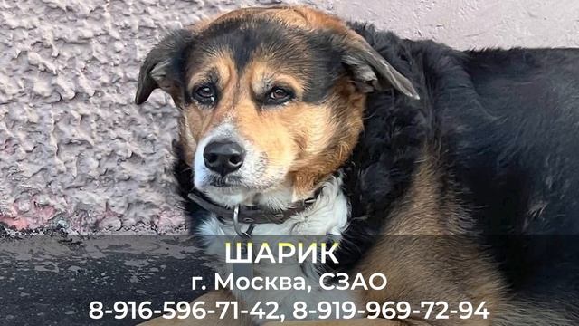 Пропала собака! ШАРИК г. Москва ,СЗАО смотреть онлайн