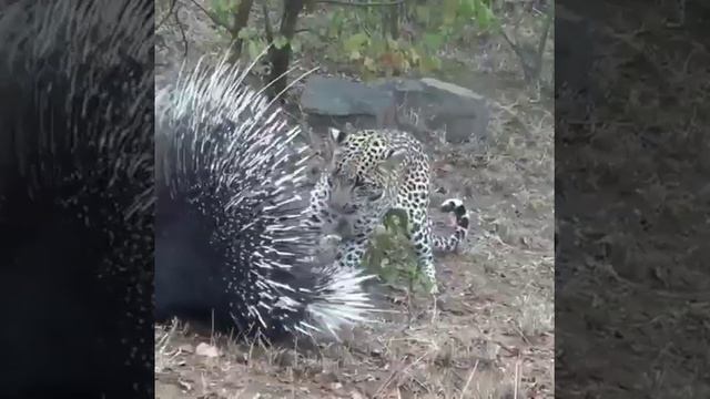 Animal Planet TV Oopppss