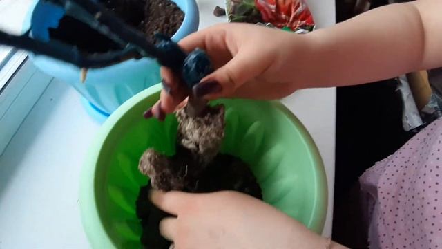 Черная Магия посадка розы в домашних условиях смотреть онлайн