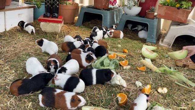 Guinea pigs crazy how such small guinea pigs can do everything смотреть онлайн