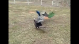 павлин в деле! павлин против индюка, змеи, кенгуру, панды и петуха (на что способен павлин)