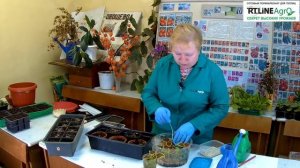 Посадка черенков колеуса. Колеус - выращивание.