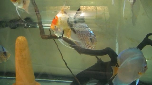 Разговоры о рыбках и разводне. смотреть онлайн