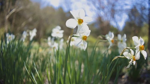 Расслабляющая спокойная мелодия • Музыка для релакса • Медитация смотреть онлайн
