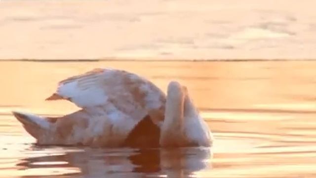 Застрелил лебедя смотреть онлайн