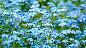 Иван Кучин - Верба