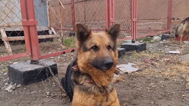 Фаргона ит бозори 2024 / Алабай кучуклари зотдор туркман ( ИТ БОЗОР ) ( СОБАЧИЙ РИНОК)