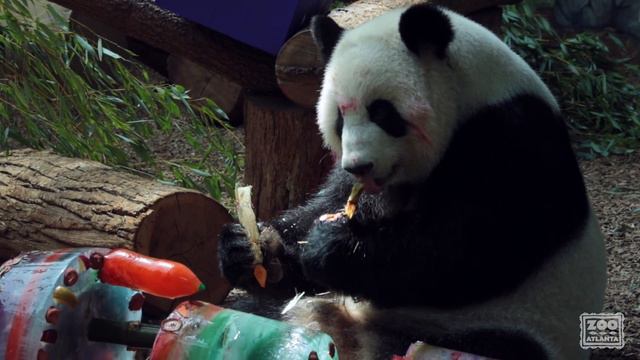 Lun Lun's Birthday 2017
