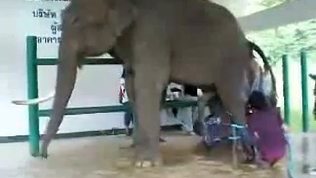 Fisting an Elephant & Wendy's Cunt Song смотреть онлайн