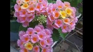 Лантана-Камара. Комнатные/садовые. Цветы.