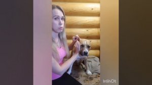 Как клеить уши Амстаффу ( булли) ?! GaidJewel's kennel.  Часть 1.