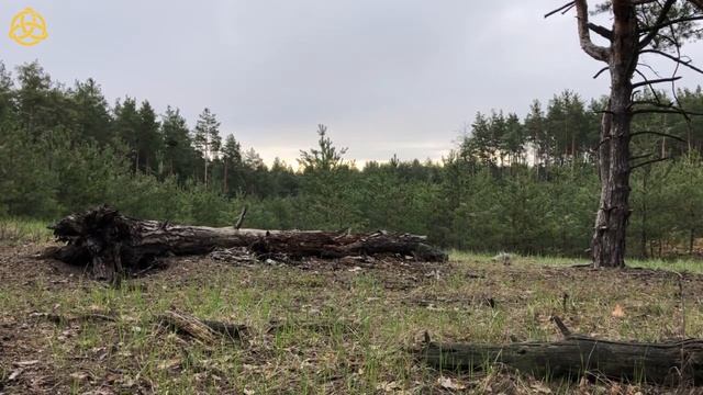 Утреннее пение птиц в сосновом лесу / Звуки природы / Karmalogic With Petr Bigun