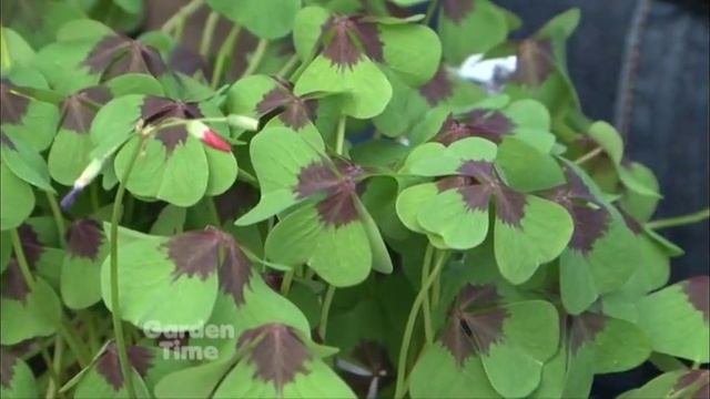 Plant Pick - Oxalis 'Iron Cross' смотреть онлайн