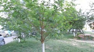 Шелковица 2014 года посадки - как выглядит сейчас