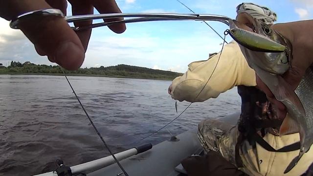 РЫБАЛКА ЛЕТОМ НА ПЕРЕКАТЕ! Smith D-Incite 53 ловит судака, жереха, щуку смотреть онлайн