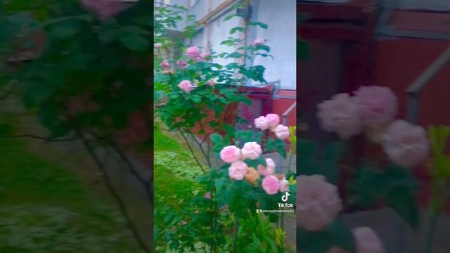 Ты у меня есть… Александр Эгромжан & Леночка Желанкина. смотреть онлайн