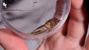 ЭКСПЕРИМЕНТ С МЕДВЕДКОЙ / Койот Питерсон на русском