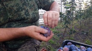 Сравнение плодов разных сортов слив.