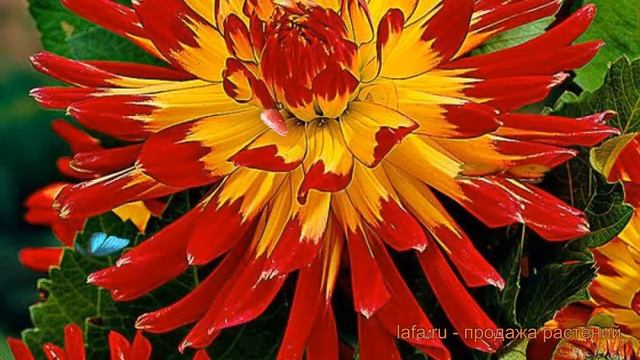 Георгина полукактусовая Вурвогел (dahlia vuurvogel) ? обзор: как сажать, луковицы георгины Вурвогел смотреть онлайн