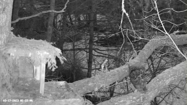 Eagle Owl Calls Mate From Nest Branch ? 03/17/23 05:32 смотреть онлайн