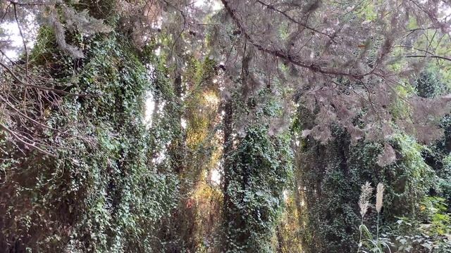 Israel Travel. Israel Nature ? Путишествие по Израилю. Природа Израиля