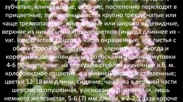 Многолетние цветы для сада Живучка Женевская смотреть онлайн