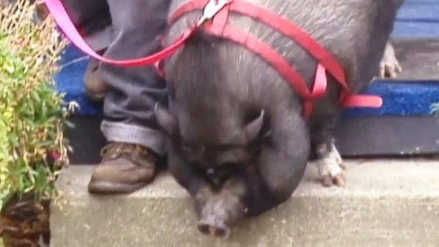 Гаджет, Который Переводит Язык Животных смотреть онлайн