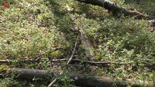 В сосновом бору под берёзами. Дневник грибника 26 июля 2022 года. смотреть онлайн