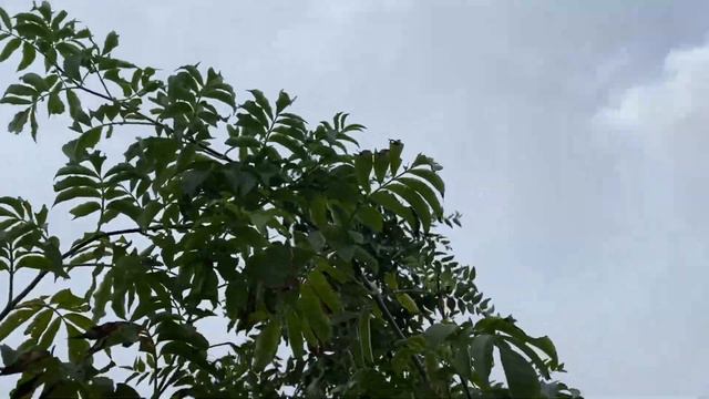 Organic Food Forest Tour In The Fall 2021, Instant Compost Tea & Kill Cabbage Worms With Neem Oil.