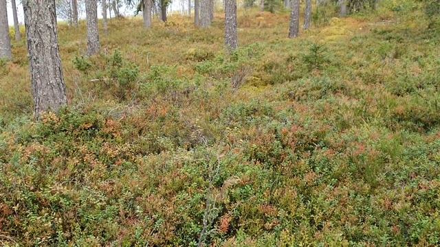 Finnish Superfood Puolukka (Vaccinium vitis-idaea) смотреть онлайн