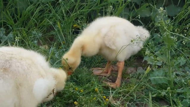 Маленькие гусята на прогулке. Гусята кушают травку смотреть онлайн
