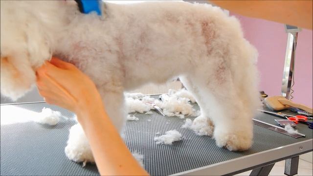 The most Polite Bolognese Ever ❤️ - Full Grooming смотреть онлайн