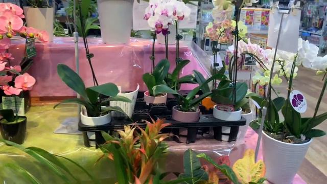 THE BEAUTIFUL ORCHIDS FLOWER смотреть онлайн