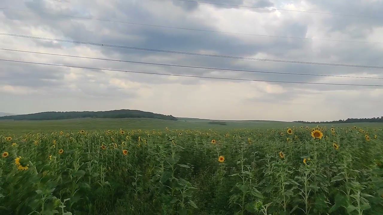 Подсолнухи в Крыму