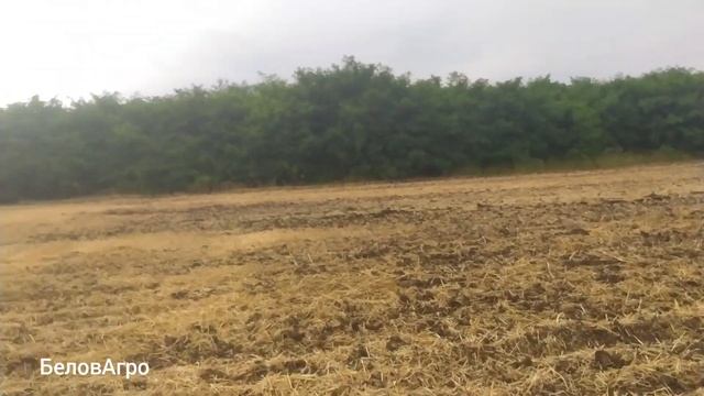 ❌Дисковка стерни пшеницы? трактором? МТЗ 80 и БДФП 2,4 смотреть онлайн