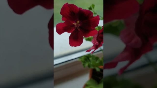 Пеларгония🌺 смотреть онлайн