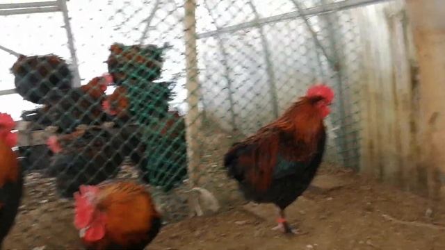 Чёрно медный маран, содержание в теплице зимой. смотреть онлайн