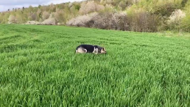 Самая лучшая охрана в лесу , это пара овчарок ВЕО #лес #собака #прогулка #охрана смотреть онлайн