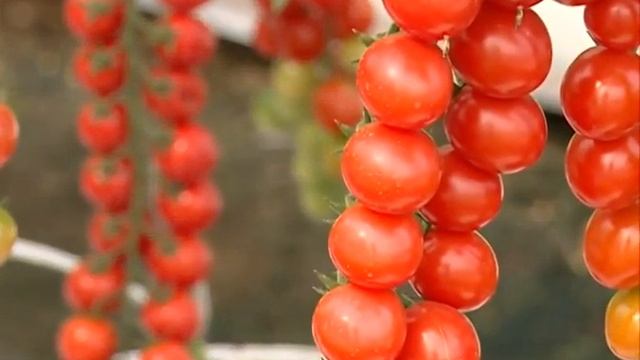 Описание и характеристика сорта. Урожайный томат- гибрид "Фаворит" смотреть онлайн