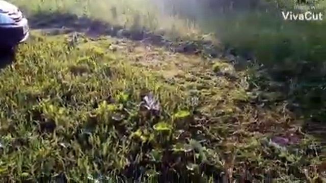 Металл растёт на дереве😂 смотреть онлайн