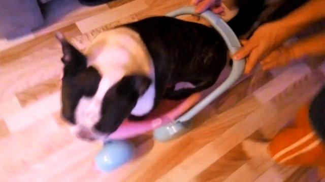 Личный транспорт для французского бульдога. Personal transport for the French bulldog. смотреть онлайн