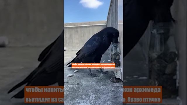 Ворон превзошел людей! Не каждый день такое увидишь: птичка знает законы физики! Браво! смотреть онлайн