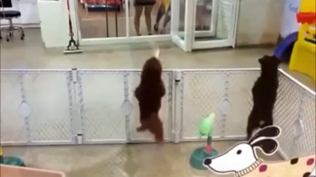 Excited puppy spots his owner (Kris Kross Remix) смотреть онлайн
