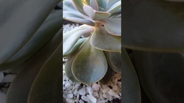 como cuidar da suculenta Echeveria🌸 смотреть онлайн