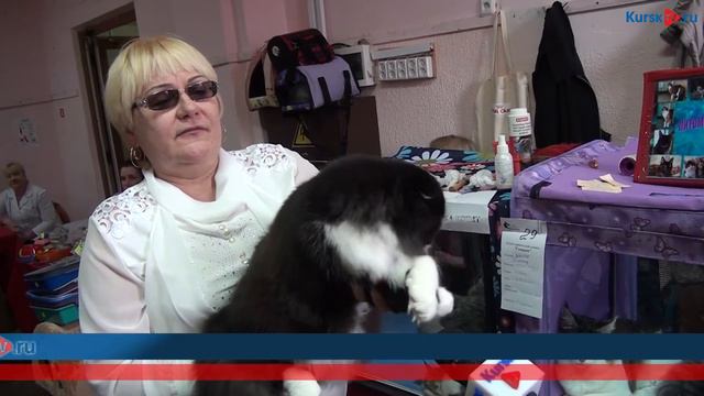В Курске прошла выставка редких пород кошек смотреть онлайн