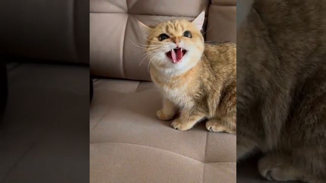 😻😻самое МИЛОЕ видео за сегодня😅😅МИР ЖИВОТНЫХ. смешные КОТИКИ👍👍 смотреть онлайн