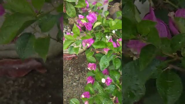 purple tanglong bougainvillea смотреть онлайн