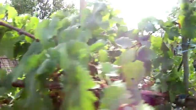 Ретро виноград. Шасла мускатная. смотреть онлайн